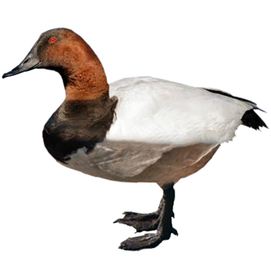 Canvasback Duck